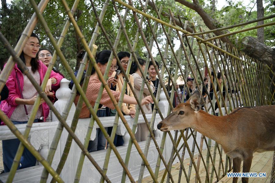 Visitors look at sika deer at a garden of the Hall of Benevolent Peace in the Palace Museum in Beijing, capital of China, Sept. 26, 2017. Nine sika deer from the Imperial Summer Resort in north China\'s Chengde have been selected for demonstration in the Hall of Benevolent Peace in the Palace Museum since 2017. (Xinhua/Jin Liangkuai)