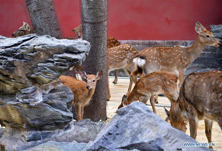 Sika deer are seen at a garden of the Hall of Benevolent Peace in the Palace Museum in Beijing, capital of China, Sept. 26, 2017. Nine sika deer from the Imperial Summer Resort in north China\'s Chengde have been selected for demonstration in the Hall of Benevolent Peace in the Palace Museum since 2017. (Xinhua/Jin Liangkuai)