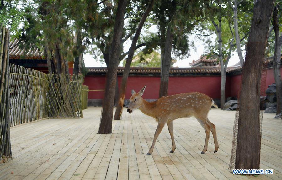 Sika deer is seen at a garden of the Hall of Benevolent Peace in the Palace Museum in Beijing, capital of China, Sept. 26, 2017. Nine sika deer from the Imperial Summer Resort in north China\'s Chengde have been selected for demonstration in the Hall of Benevolent Peace in the Palace Museum since 2017. (Xinhua/Jin Liangkuai)