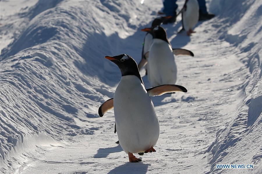 Penguins of Harbin Polarland play outside in Harbin, northeast China\'s Heilongjiang Province, Dec. 24, 2018. (Xinhua/Cao Jiyang)