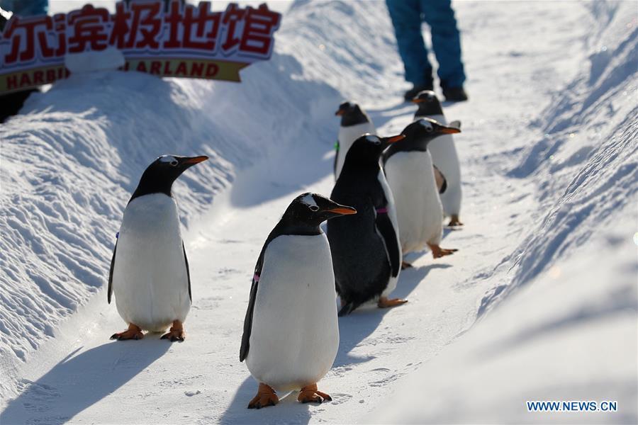 Penguins of Harbin Polarland play outside in Harbin, northeast China\'s Heilongjiang Province, Dec. 24, 2018. (Xinhua/Cao Jiyang)