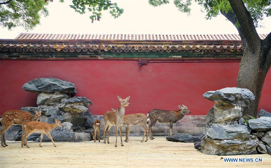 Sika deer are seen at a garden of the Hall of Benevolent Peace in the Palace Museum in Beijing, capital of China, Sept. 26, 2017. Nine sika deer from the Imperial Summer Resort in north China\'s Chengde have been selected for demonstration in the Hall of Benevolent Peace in the Palace Museum since 2017. (Xinhua/Jin Liangkuai)