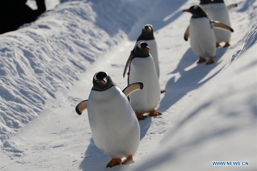 Penguins of Harbin Polarland play outside in Harbin, northeast China\'s Heilongjiang Province, Dec. 24, 2018. (Xinhua/Cao Jiyang)