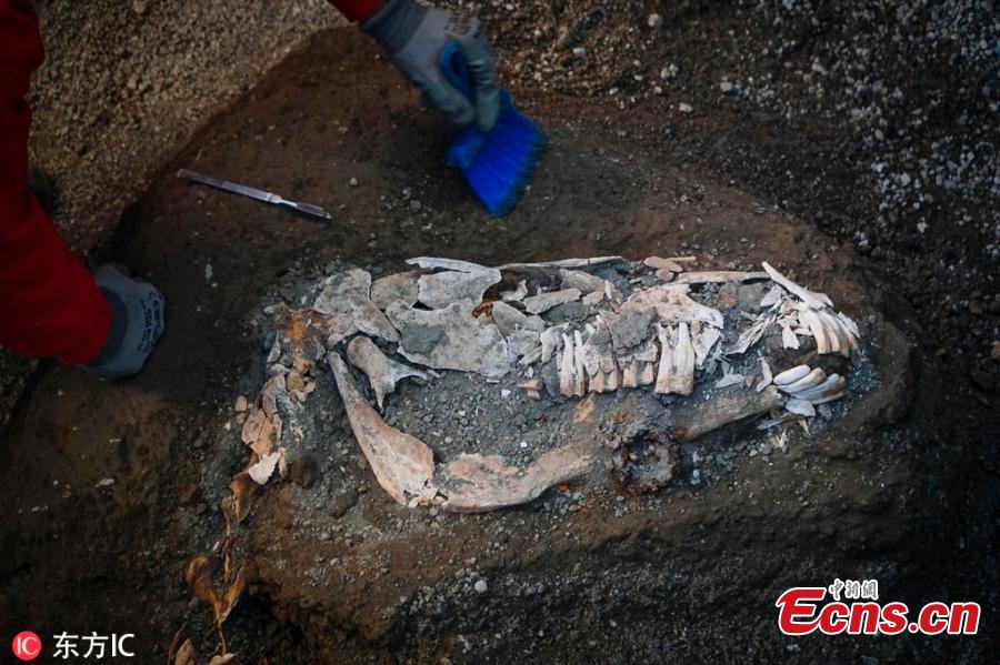 An archaeologist inspects the remains of a horse skeleton in the Pompeii archaeological site, Italy, Dec. 23, 2018. A tall horse, well-groomed with the saddle and the richly decorated bronze trimmings, believed to have belonged to a high rank military magistrate has been recently discovered, Professor Massimo Osanna, director of the Pompeii archeological site said to the Italian news agency ANSA. (Photo/IC)