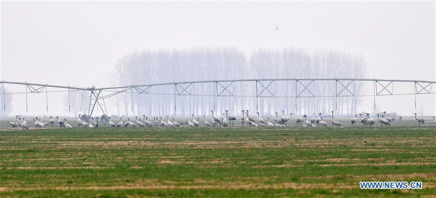 A group of cranes stand in Yellow River Wetland in Changyuan County, central China\'s Henan Province, Dec. 25, 2018. (Xinhua/Feng Dapeng)
