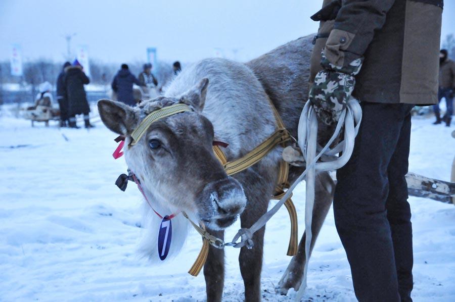 The Aoluguya, a tribe of the Ewenki ethnic group in Genhe city in North China\'s Inner Mongolia autonomous region, is the only tribe that still breeds reindeer in China. (Photo/China Daily)
At any given time, they\'re raising about 1,200 reindeer, which provided the most popular mode of transport for locals until the 1950s.