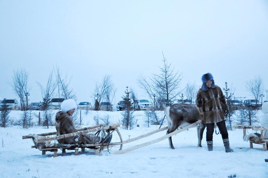 The Aoluguya is the only tribe in China to still breed reindeer. (Photo/China Daily)
