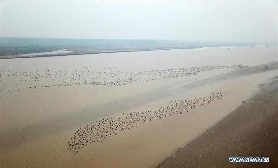A group of wild geese fly over Yellow River Wetland in Changyuan County, central China\'s Henan Province, Dec. 25, 2018. (Xinhua/Feng Dapeng)