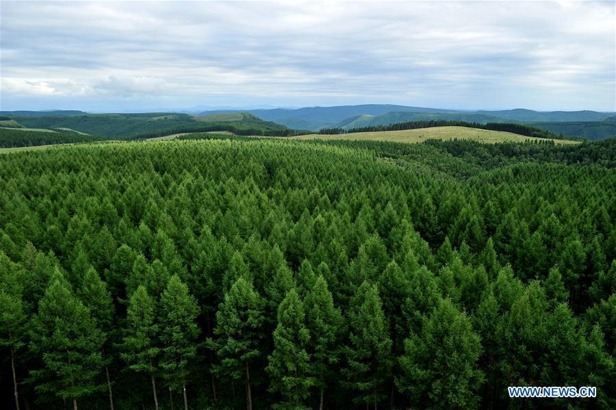 Photo taken on July 28, 2018 shows the scenery of the Saihanba State Forest Park in Chengde, north China\'s Hebei Province. Saihanba is a vast forest covering nearly 75,000 hectares. It was a piece of barren land 55 years ago, but decades of hard afforestation efforts turned it into an important ecological shield for Beijing and Tianjin. China has seen reduced desertification and increased forest coverage since 1978, thanks to the Three-North Afforestation Program (TNAP), said a report released on Dec. 24, 2018. Constructed in the northeast, north and northwest China, TNAP is a national program fighting against soil erosion and wind-sand damage by planting sand-fixing forests. The area of sand-fixing forests has increased by 154 percent in the past 40 years, contributing to the reduction of desertification by around 15 percent, according to a report jointly released by the National Forestry and Grassland Administration (NFGA) and the Chinese Academy of Sciences. Over the past 40 years, TNAP increased the forest area by 30.14 million hectares and raised the forest coverage rate from 5.05 percent to 13.57 percent in the regions it covers, said Liu Dongsheng, deputy head of the NFGA. (Xinhua/Chen Xiaodong)