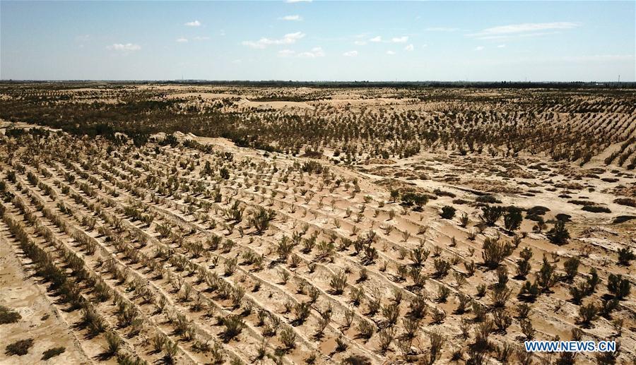 Photo taken on Aug. 25, 2018 shows plants growing in a desertification combating demonstration zone in Minqin County, northwest China\'s Gansu Province. China has seen reduced desertification and increased forest coverage since 1978, thanks to the Three-North Afforestation Program (TNAP), said a report released on Dec. 24, 2018. Constructed in the northeast, north and northwest China, TNAP is a national program fighting against soil erosion and wind-sand damage by planting sand-fixing forests. The area of sand-fixing forests has increased by 154 percent in the past 40 years, contributing to the reduction of desertification by around 15 percent, according to a report jointly released by the National Forestry and Grassland Administration (NFGA) and the Chinese Academy of Sciences. Over the past 40 years, TNAP increased the forest area by 30.14 million hectares and raised the forest coverage rate from 5.05 percent to 13.57 percent in the regions it covers, said Liu Dongsheng, deputy head of the NFGA. (Xinhua/Chen Bin)