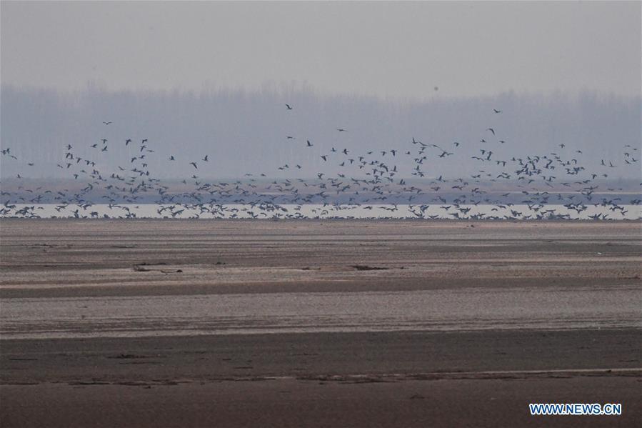 A group of wild geese fly over Yellow River Wetland in Changyuan County, central China\'s Henan Province, Dec. 25, 2018. (Xinhua/Feng Dapeng)