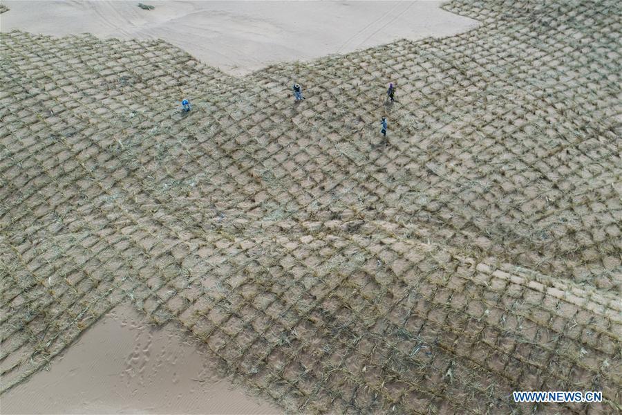 Workers make straw checkerboard sand barriers in the Tengger Desert in the Shapotou District of Zhongwei City, northwest China\'s Ningxia Hui Autonomous Region, June 11, 2018. Shapotou, whose name was derived from high sand dunes, is located on the southern edge of the Tengger Desert. For half a century, Shaputou is renowned for curbing desertification by mainly making straw checkerboard sand barriers in large scale. China has seen reduced desertification and increased forest coverage since 1978, thanks to the Three-North Afforestation Program (TNAP), said a report released on Dec. 24, 2018. Constructed in the northeast, north and northwest China, TNAP is a national program fighting against soil erosion and wind-sand damage by planting sand-fixing forests. The area of sand-fixing forests has increased by 154 percent in the past 40 years, contributing to the reduction of desertification by around 15 percent, according to a report jointly released by the National Forestry and Grassland Administration (NFGA) and the Chinese Academy of Sciences. Over the past 40 years, TNAP increased the forest area by 30.14 million hectares and raised the forest coverage rate from 5.05 percent to 13.57 percent in the regions it covers, said Liu Dongsheng, deputy head of the NFGA. (Xinhua/Lu Ying)