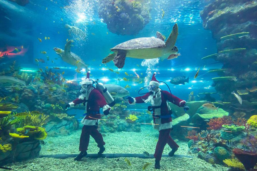 Animal keepers dressed in the Santa Clause uniforms interact with sea turtles. (Photo provided to chinadaily.com.cn)
The Shanghai Haichang Ocean Park, the other major theme park in the city following Disneyland, has launched the Haichang Polar Ice and Snow Festival that will last till Feb. 19, 2019.
During the launch ceremony on Dec 22, Chinese women\'s world champion skier Li Nina, who is the ambassador of the park, shared her story of being a top athlete.
The park, which celebrated its grand opening on Nov. 16, features five theme zones, three animal theaters, two high-tech cinemas and an ocean-themed resort hotel. It is also home to the world\'s first 360-degree penguin super bowl where tourists can closely observe the daily life of these creatures.
Visitors to the park between Dec 17 and Jan. 1 will also get to enjoy discounts for tickets - a standard ticket will cost 150 yuan ($22) instead of the regular 279 yuan, while a \