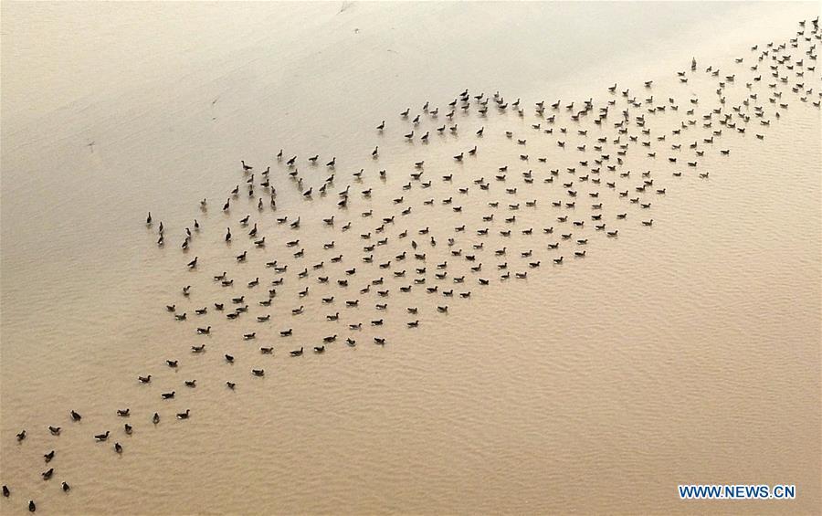 A group of wild geese fly over Yellow River Wetland in Changyuan County, central China\'s Henan Province, Dec. 25, 2018. (Xinhua/Feng Dapeng)