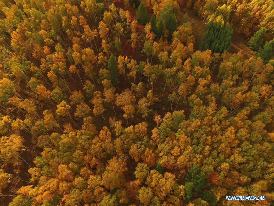 Aerial photo taken on Sept. 22, 2017 shows the autumn scenery of the Saihanba State Forest Park in Chengde City, north China\'s Hebei Province. Saihanba is a vast forest covering nearly 75,000 hectares. It was a piece of barren land 55 years ago, but decades of hard afforestation efforts turned it into an important ecological shield for Beijing and Tianjin. China has seen reduced desertification and increased forest coverage since 1978, thanks to the Three-North Afforestation Program (TNAP), said a report released on Dec. 24, 2018. Constructed in the northeast, north and northwest China, TNAP is a national program fighting against soil erosion and wind-sand damage by planting sand-fixing forests. The area of sand-fixing forests has increased by 154 percent in the past 40 years, contributing to the reduction of desertification by around 15 percent, according to a report jointly released by the National Forestry and Grassland Administration (NFGA) and the Chinese Academy of Sciences. Over the past 40 years, TNAP increased the forest area by 30.14 million hectares and raised the forest coverage rate from 5.05 percent to 13.57 percent in the regions it covers, said Liu Dongsheng, deputy head of the NFGA. (Xinhua/Liu Huanyu)