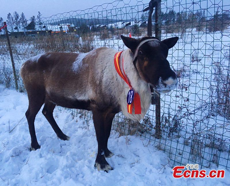 Sled reindeer guided by local Ewenki herdsmen compete in a race on Dec. 25 in Genhe City, China\'s Inner Mongolia Autonomous Region, in a bid to portray local customs. The Aoluguya, a tribe of the Ewenki ethnic group in Genhe city is the only tribe that still breeds reindeer in China. It is said about 800 reindeer are living in Genhe and have become a fascinating \
