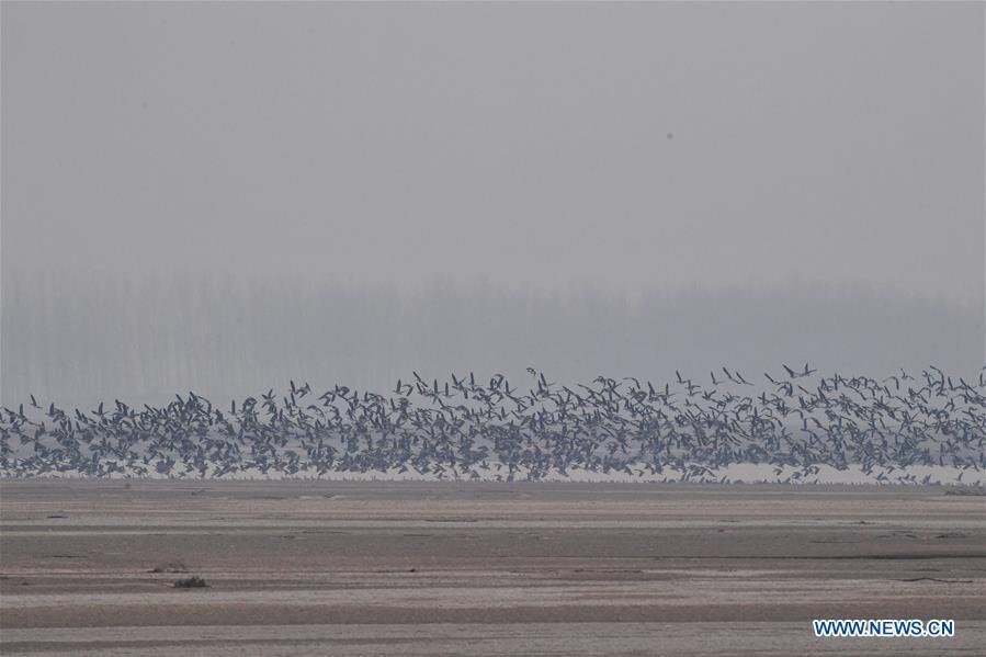 A group of wild geese fly over Yellow River Wetland in Changyuan County, central China\'s Henan Province, Dec. 25, 2018. (Xinhua/Feng Dapeng)
