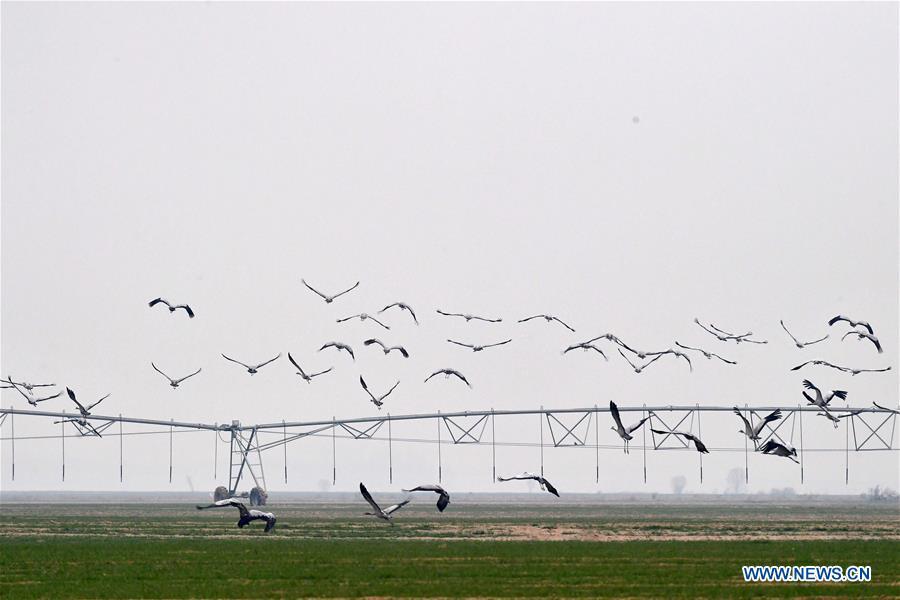 A group of cranes fly over Yellow River Wetland in Changyuan County, central China\'s Henan Province, Dec. 25, 2018. (Xinhua/Feng Dapeng)