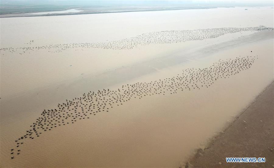 A group of wild geese fly over Yellow River Wetland in Changyuan County, central China\'s Henan Province, Dec. 25, 2018. (Xinhua/Feng Dapeng)