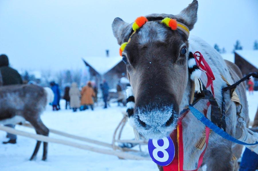 The Aoluguya is the only tribe in China to still breed reindeer. (Photo/China Daily)