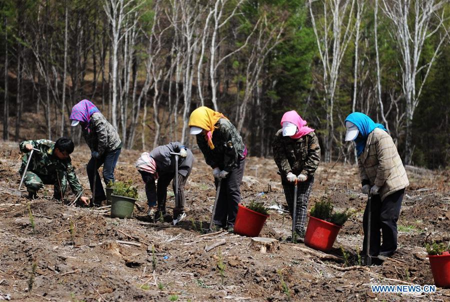 Staff members plant trees at the Saihanba forest in Weichang Man and Mongolian Autonomous County of Chengde City, north China\'s Hebei Province, May 13, 2014. Saihanba is a vast forest covering nearly 75,000 hectares. It was a piece of barren land 55 years ago, but decades of hard afforestation efforts turned it into an important ecological shield for Beijing and Tianjin. China has seen reduced desertification and increased forest coverage since 1978, thanks to the Three-North Afforestation Program (TNAP), said a report released on Dec. 24, 2018. Constructed in the northeast, north and northwest China, TNAP is a national program fighting against soil erosion and wind-sand damage by planting sand-fixing forests. The area of sand-fixing forests has increased by 154 percent in the past 40 years, contributing to the reduction of desertification by around 15 percent, according to a report jointly released by the National Forestry and Grassland Administration (NFGA) and the Chinese Academy of Sciences. Over the past 40 years, TNAP increased the forest area by 30.14 million hectares and raised the forest coverage rate from 5.05 percent to 13.57 percent in the regions it covers, said Liu Dongsheng, deputy head of the NFGA. (Xinhua/Wang Xiao)