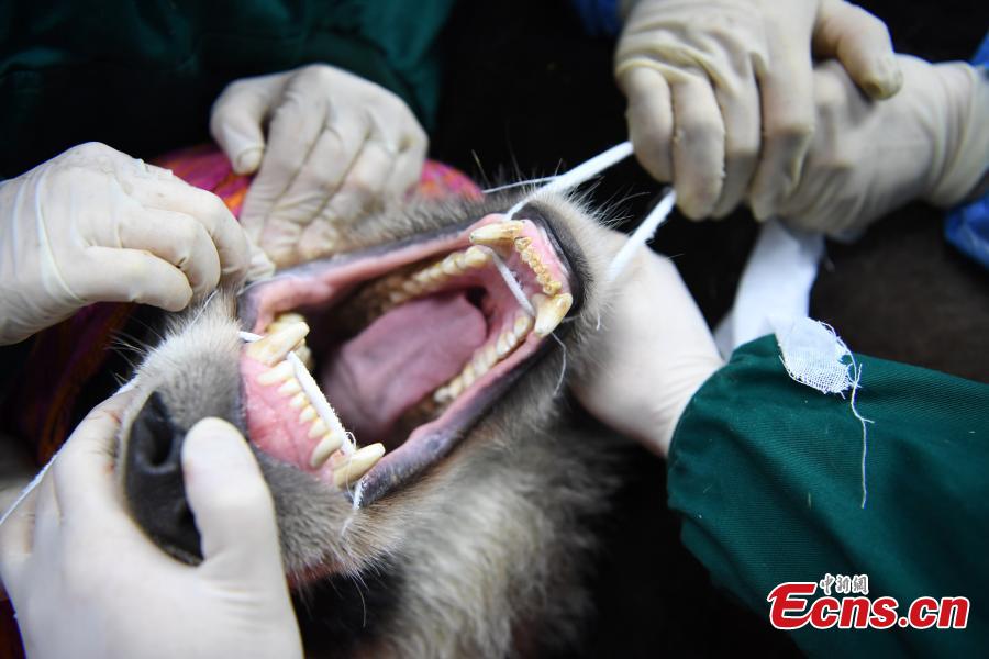 Giant panda Qinxin has a health check at the Shenshuping base of the China Conservation and Research Center for the Giant Panda in Sichuan Province, Dec. 26, 2018 before its release into the wild. Medical work on the two young pandas included blood tests and check for parasites as well as X-rays. Qinxin was found to weigh 64 kilograms and 117 centimeters tall while Xiaohetao tipped the scales at 62 kilograms and measured 99 centimeters in height. Both are in good health, according to researchers, and will wear GPS collars to track their movements and collect data. The two panda cubs underwent training for reintroduction into the wild. (Photo: China News Service/Li Chuanyou)