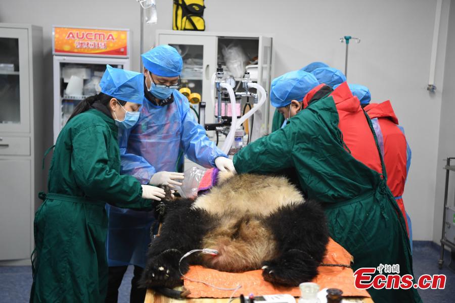 Giant panda Xiaohetao has a health check at the Shenshuping base of the China Conservation and Research Center for the Giant Panda in Sichuan Province, Dec. 26, 2018 before its release into the wild. Medical work on the two young pandas included blood tests and check for parasites as well as X-rays. Qinxin was found to weigh 64 kilograms and 117 centimeters tall while Xiaohetao tipped the scales at 62 kilograms and measured 99 centimeters in height. Both are in good health, according to researchers, and will wear GPS collars to track their movements and collect data. The two panda cubs underwent training for reintroduction into the wild. (Photo: China News Service/Li Chuanyou)