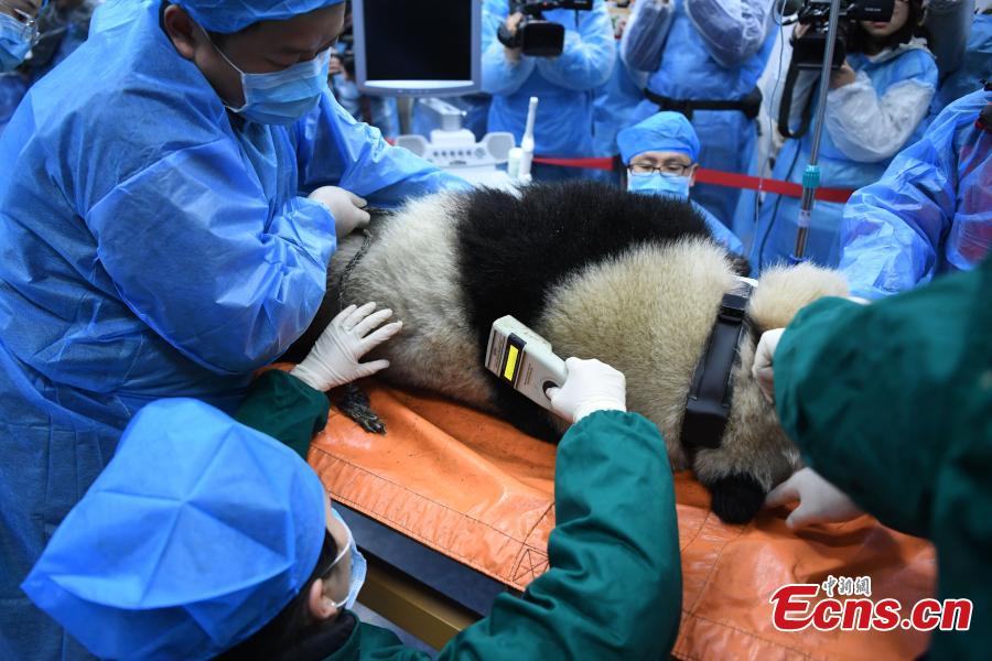 Giant panda Xiaohetao has a health check at the Shenshuping base of the China Conservation and Research Center for the Giant Panda in Sichuan Province, Dec. 26, 2018 before its release into the wild. Medical work on the two young pandas included blood tests and check for parasites as well as X-rays. Qinxin was found to weigh 64 kilograms and 117 centimeters tall while Xiaohetao tipped the scales at 62 kilograms and measured 99 centimeters in height. Both are in good health, according to researchers, and will wear GPS collars to track their movements and collect data. The two panda cubs underwent training for reintroduction into the wild. (Photo: China News Service/Li Chuanyou)