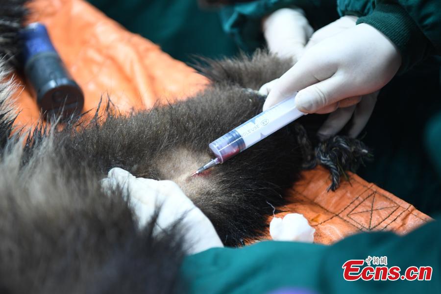 Giant panda Qinxin has a health check at the Shenshuping base of the China Conservation and Research Center for the Giant Panda in Sichuan Province, Dec. 26, 2018 before its release into the wild. Medical work on the two young pandas included blood tests and check for parasites as well as X-rays. Qinxin was found to weigh 64 kilograms and 117 centimeters tall while Xiaohetao tipped the scales at 62 kilograms and measured 99 centimeters in height. Both are in good health, according to researchers, and will wear GPS collars to track their movements and collect data. The two panda cubs underwent training for reintroduction into the wild. (Photo: China News Service/Li Chuanyou)