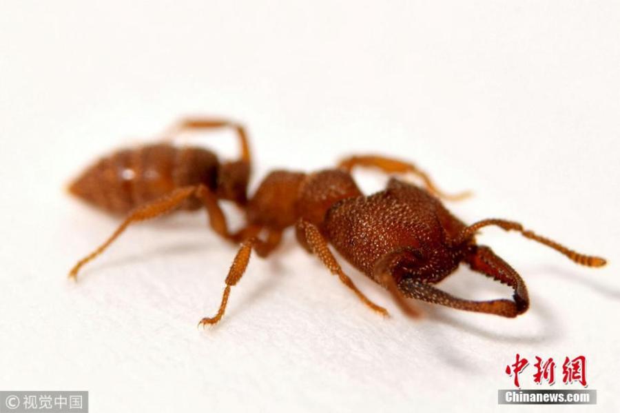 Dracula ants, found in Africa, Australia and south east Asia, use their jaws like a catapult, pushing them together to build up tension before they fly apart. Dracula ants snap their jaws shut at an incredible 200mph - 5,000 times faster than the blink of an eye, according to researchers of the University of Illinois, who used high speed footage to confirm the finding. (Photo/VCG)