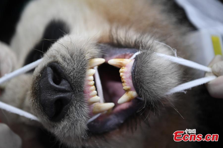 Giant panda Xiaohetao has a health check at the Shenshuping base of the China Conservation and Research Center for the Giant Panda in Sichuan Province, Dec. 26, 2018 before its release into the wild. Medical work on the two young pandas included blood tests and check for parasites as well as X-rays. Qinxin was found to weigh 64 kilograms and 117 centimeters tall while Xiaohetao tipped the scales at 62 kilograms and measured 99 centimeters in height. Both are in good health, according to researchers, and will wear GPS collars to track their movements and collect data. The two panda cubs underwent training for reintroduction into the wild. (Photo: China News Service/Li Chuanyou)