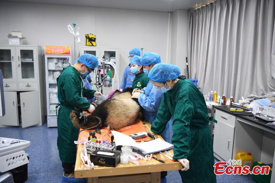 Giant panda Qinxin has a health check at the Shenshuping base of the China Conservation and Research Center for the Giant Panda in Sichuan Province, Dec. 26, 2018 before its release into the wild. Medical work on the two young pandas included blood tests and check for parasites as well as X-rays. Qinxin was found to weigh 64 kilograms and 117 centimeters tall while Xiaohetao tipped the scales at 62 kilograms and measured 99 centimeters in height. Both are in good health, according to researchers, and will wear GPS collars to track their movements and collect data. The two panda cubs underwent training for reintroduction into the wild. (Photo: China News Service/Li Chuanyou)