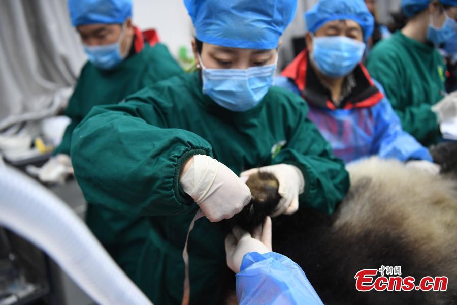 Giant panda Xiaohetao has a health check at the Shenshuping base of the China Conservation and Research Center for the Giant Panda in Sichuan Province, Dec. 26, 2018 before its release into the wild. Medical work on the two young pandas included blood tests and check for parasites as well as X-rays. Qinxin was found to weigh 64 kilograms and 117 centimeters tall while Xiaohetao tipped the scales at 62 kilograms and measured 99 centimeters in height. Both are in good health, according to researchers, and will wear GPS collars to track their movements and collect data. The two panda cubs underwent training for reintroduction into the wild. (Photo: China News Service/Li Chuanyou)