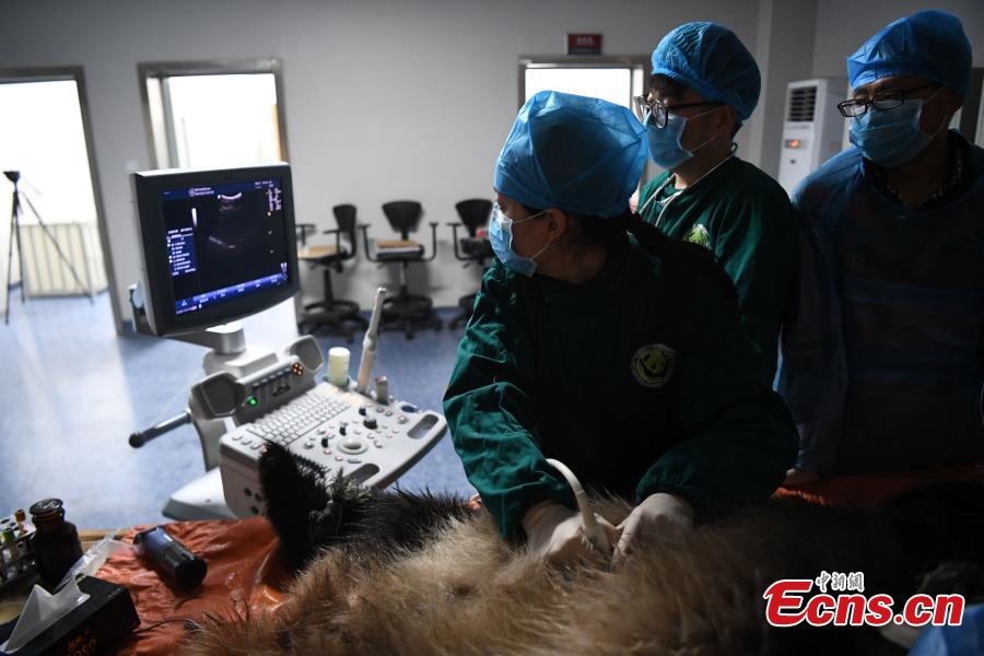 Giant panda Qinxin has a health check at the Shenshuping base of the China Conservation and Research Center for the Giant Panda in Sichuan Province, Dec. 26, 2018 before its release into the wild. Medical work on the two young pandas included blood tests and check for parasites as well as X-rays. Qinxin was found to weigh 64 kilograms and 117 centimeters tall while Xiaohetao tipped the scales at 62 kilograms and measured 99 centimeters in height. Both are in good health, according to researchers, and will wear GPS collars to track their movements and collect data. The two panda cubs underwent training for reintroduction into the wild. (Photo: China News Service/Li Chuanyou)