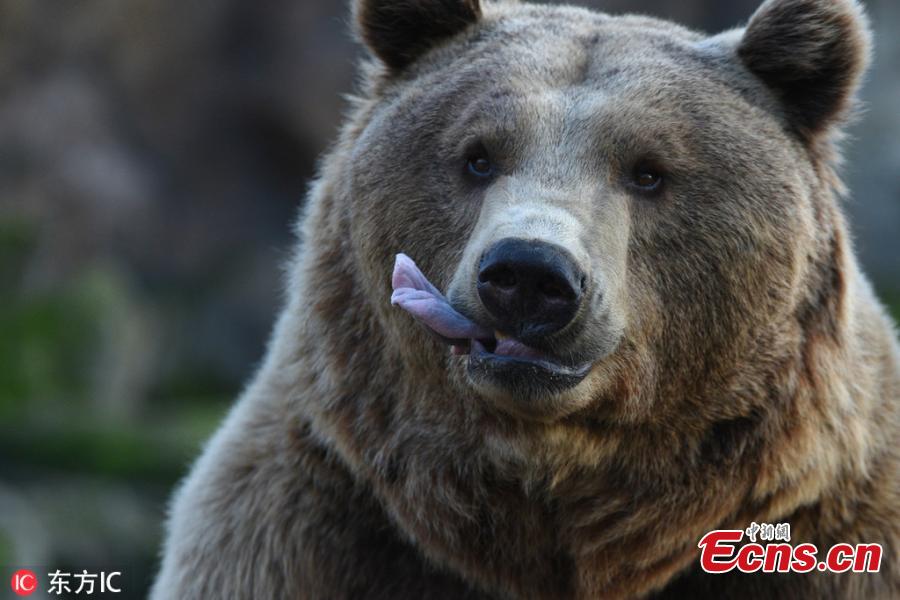 A brown bear is seen waiting for food at Madrid zoo, Spain. The brown bear (Ursus arctos) is the largest terrestrial carnivore. In wildlife it is distributed across much of northern Eurasia and North America. It remains listed as a least concern species by the IUCN with a total population of approximately 200,000. (Photo/IC)