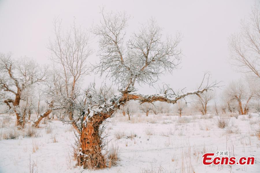A view of a forest of desert poplar or populus euphratica covered in snow in Orku District, Karamay City, Northwest China\'s Xinjiang Uyghur Autonomous Region. The district has made great efforts to develop tourism in recent years on the base of its 2,000 hectares, a popular tourist attraction. (Photo: China News Service/Ai Ke)