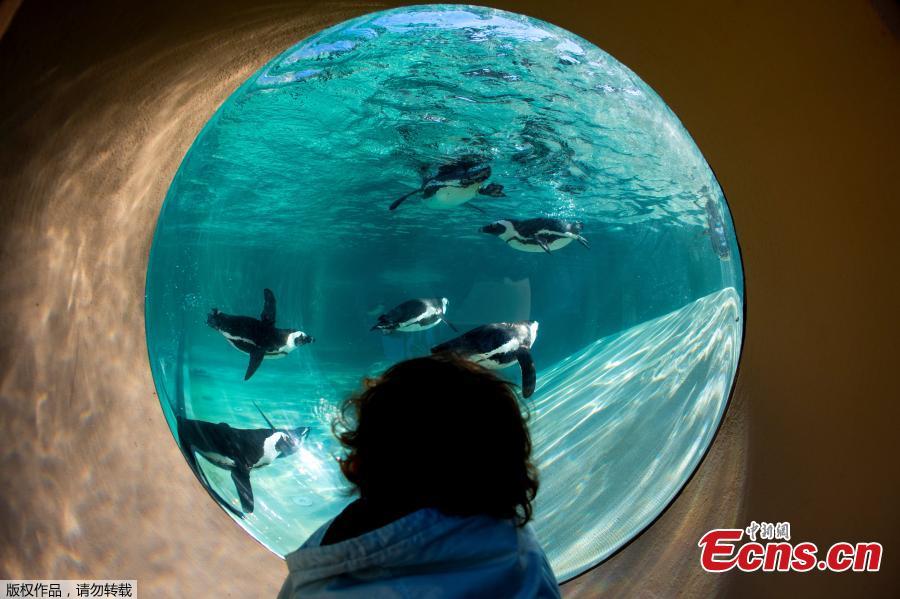 A child looks at African penguins during the opening of a new area reserved for them at bioparco in Rome, Dec. 27, 2018. (Photo/Agencies)