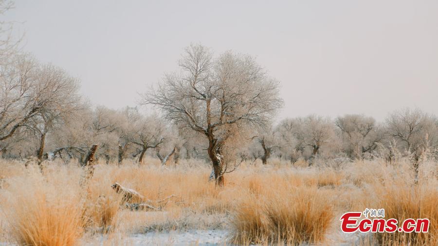 A view of a forest of desert poplar or populus euphratica covered in snow in Orku District, Karamay City, Northwest China\'s Xinjiang Uyghur Autonomous Region. The district has made great efforts to develop tourism in recent years on the base of its 2,000 hectares, a popular tourist attraction. (Photo: China News Service/Ai Ke)