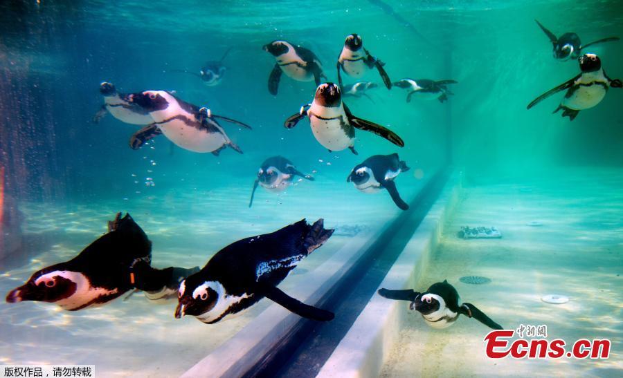 African penguins are seen on the opening day of a new area reserved for them at bioparco in Rome, Dec. 27, 2018. (Photo/Agencies)