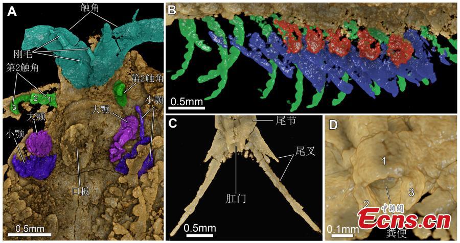 Researchers from Yunnan University including Zhai Dayou, Liu Yu and Hou Xianguang have worked with other scholars from the University of Cambridge and Massachusetts Institute of Technology to publish a paper entitled Three-Dimensionally Preserved Appendages in an Early Cambrian Stem-Group Pancrustacean on Current Biology, a scientific journal that covers all areas of biology. The team used X-ray computed tomography to reveal the pyritized appendages of the bivalved euarthropod Ercaicunia multinodosa from the early Cambrian Chengjiang biota. (Photo provided to China News Service)
