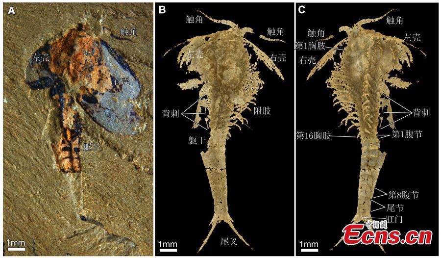 Researchers from Yunnan University including Zhai Dayou, Liu Yu and Hou Xianguang have worked with other scholars from the University of Cambridge and Massachusetts Institute of Technology to publish a paper entitled Three-Dimensionally Preserved Appendages in an Early Cambrian Stem-Group Pancrustacean on Current Biology, a scientific journal that covers all areas of biology. The team used X-ray computed tomography to reveal the pyritized appendages of the bivalved euarthropod Ercaicunia multinodosa from the early Cambrian Chengjiang biota. (Photo provided to China News Service)