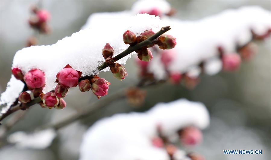 Photo taken on Dec. 31, 2018 shows snow covered plum flowers in Huqiu Mountain scenic spot in Suzhou, east China\'s Jiangsu Province. (Xinhua/Hang Xingwei)