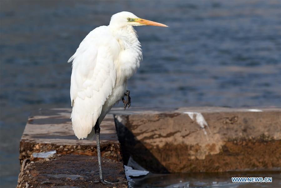 A water bird rests on the bank of the Yellow River in Lanzhou, capital of northwest China\'s Gansu Province, Jan. 2, 2019. With the improvement of environment on the upper reaches of the Yellow River, more water birds come to winter here in Lanzhou. (Xinhua/Fan Peishen)