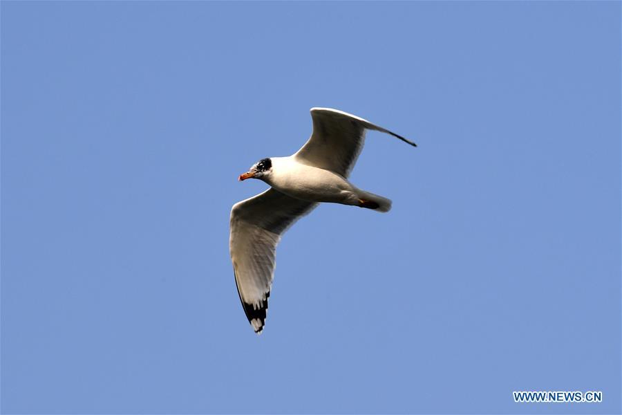 A water bird flies above the Yellow River in Lanzhou, capital of northwest China\'s Gansu Province, Jan. 2, 2019. With the improvement of environment on the upper reaches of the Yellow River, more water birds come to winter here in Lanzhou. (Xinhua/Fan Peishen)