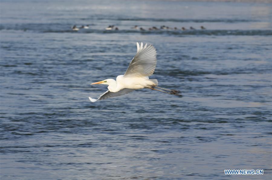 A water bird flies above the Yellow River in Lanzhou, capital of northwest China\'s Gansu Province, Jan. 2, 2019. With the improvement of environment on the upper reaches of the Yellow River, more water birds come to winter here in Lanzhou. (Xinhua/Fan Peishen)
