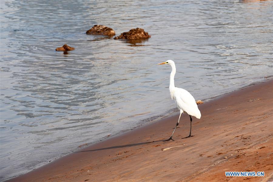 A water bird rests on the bank of the Yellow River in Lanzhou, capital of northwest China\'s Gansu Province, Jan. 2, 2019. With the improvement of environment on the upper reaches of the Yellow River, more water birds come to winter here in Lanzhou. (Xinhua/Fan Peishen)