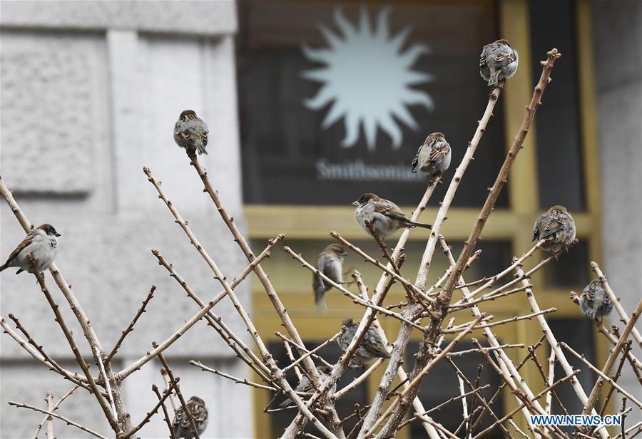Birds perch on a tree in front of the Smithsonian National Museum of Natural History in Washington D.C., the United States, on Jan. 2, 2019. The 19 Smithsonian museums and the National Zoo in Washington D.C. closed their doors on Wednesday as the partial U.S. government shutdown dragged on. (Xinhua/Liu Jie)