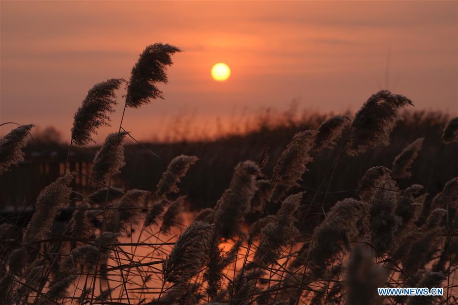 Photo taken on Dec. 6, 2018 shows the sunrise in Baiyangdian of Anxin County, Xiongan New Area, north China\'s Hebei Province. China\'s central authorities have approved the 2018-2035 master plan for Xiongan New Area, stressing that its creation is significant to high-quality development and the building of the modern economic system. The plan was approved by the Central Committee of the Communist Party of China (CPC) and the State Council. The master plan is the fundamental guideline for the development, construction and management of the Xiongan New Area and should be strictly implemented, according to the approval released on Wednesday. The plan also lists overall development goals for the new area. By 2035, Xiongan will basically develop into a modern city that is green, intelligent and livable, with relatively strong competitiveness and harmonious human-environment interaction. (Xinhua/Xing Guangli)