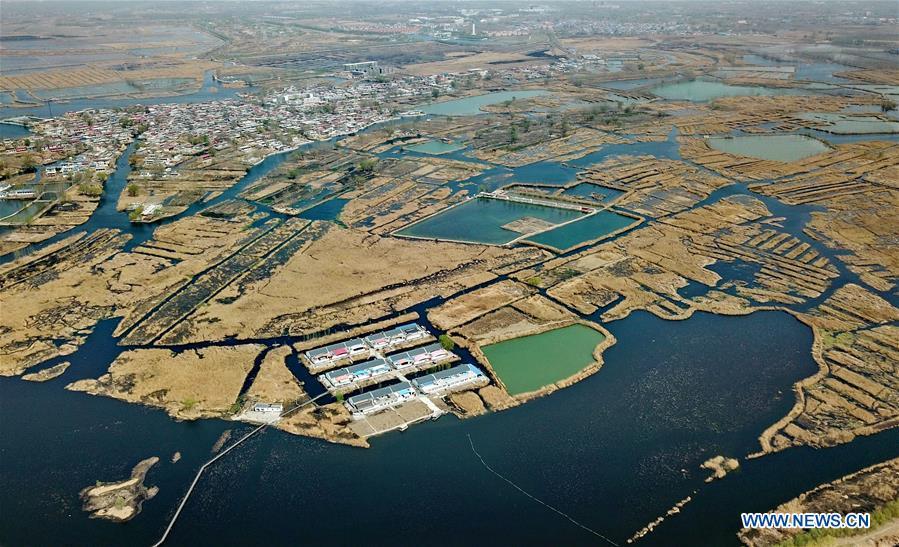 Aerial photo taken on March 29, 2018 shows a village amid the Baiyangdian lake in Xiongan New Area, north China\'s Hebei Province. China\'s central authorities have approved the 2018-2035 master plan for Xiongan New Area, stressing that its creation is significant to high-quality development and the building of the modern economic system. The plan was approved by the Central Committee of the Communist Party of China (CPC) and the State Council. The master plan is the fundamental guideline for the development, construction and management of the Xiongan New Area and should be strictly implemented, according to the approval released on Wednesday. The plan also lists overall development goals for the new area. By 2035, Xiongan will basically develop into a modern city that is green, intelligent and livable, with relatively strong competitiveness and harmonious human-environment interaction. (Xinhua/Yang Shiyao)