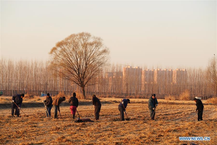 Villagers work in the paddy field in Anxin County of Xiongan New Area, north China\'s Hebei Province, Dec. 7, 2018. China\'s central authorities have approved the 2018-2035 master plan for Xiongan New Area, stressing that its creation is significant to high-quality development and the building of the modern economic system. The plan was approved by the Central Committee of the Communist Party of China (CPC) and the State Council. The master plan is the fundamental guideline for the development, construction and management of the Xiongan New Area and should be strictly implemented, according to the approval released on Wednesday. The plan also lists overall development goals for the new area. By 2035, Xiongan will basically develop into a modern city that is green, intelligent and livable, with relatively strong competitiveness and harmonious human-environment interaction. (Xinhua/Xing Guangli)